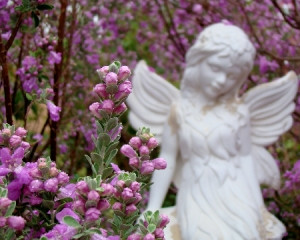 Garden Angel - angels Photo