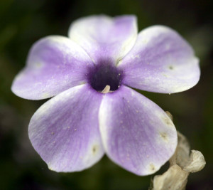 Simple Flower Erinrf