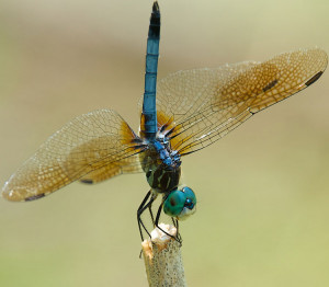 famous dragonfly quotes