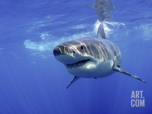 Great White Shark Guadalupe