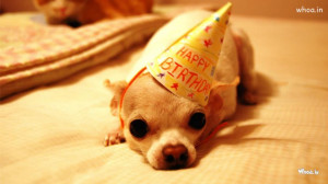 Happy Birthday Funny Dog Wallpaper