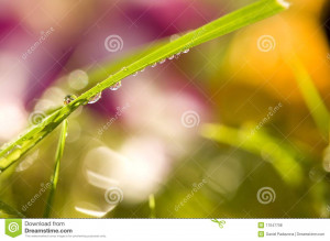 Morning Dew on a blade of grass with a brilliant background of meadow ...