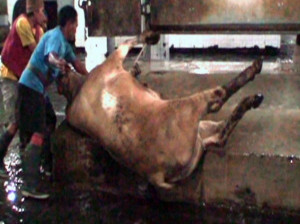 ... chosen abattoirs in Indonesia and provided the footage to Four Corners