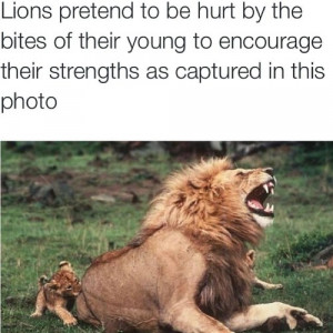 FavoriteAnimal #Lion #Power #Strength #Leadership #Loyalty
