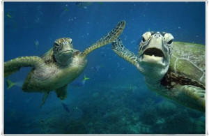 Cute Sea Turtle Family.....