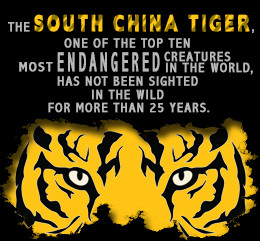 Interesting Facts About the South China Tiger