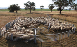 FREE On-Farm Sheep Yard Measure and Quote