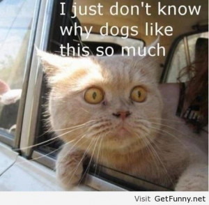 funny Cats just don't get it, Cats just don't get it