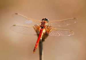Dragonflies: Poetry & Quotes That Honor Their Mystery & Beauty