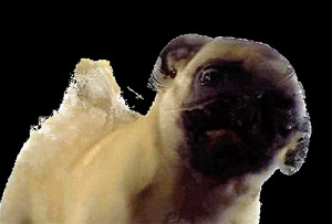 gif dog pug dogs pugs transparent gifs: other transparency plusplus