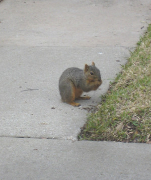 Free Download Eeyore Quotes Quote HD Wallpaper