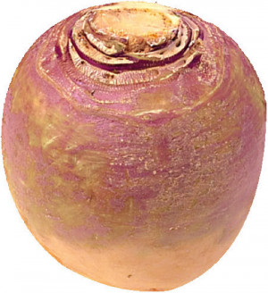 Turnip Image