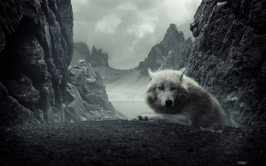 Animal - Wolf Beautiful Overcast Mountain Animal Wallpaper