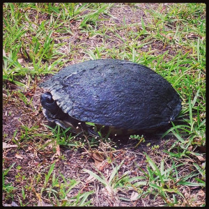 helped this slimy guy cross the road today. Around mile 18. #run # ...