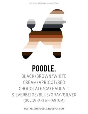 Poodles Color Print, get it here.