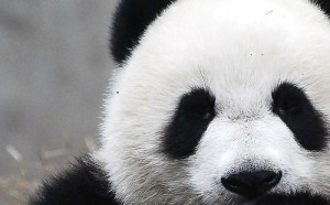 adorable, animal, black and white, hello there, panda, panda eyes