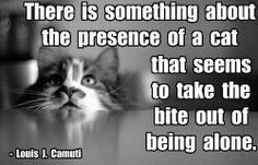 Quotes, Indoor Cat, Cat Capers, Crazy Cat, Cat Stuff, Things Cat, Cat ...