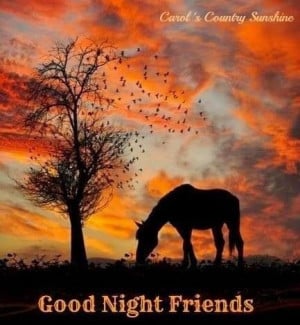 good night friends