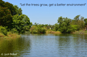 Wordless Wednesday ~ Let The Trees Grow, Get A Better Environment