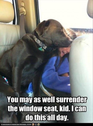 funny animals, bacon wrapped media (29)