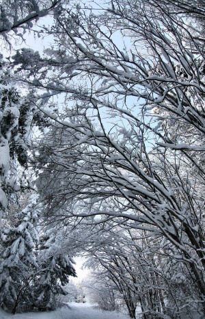 Winter Snow, Snowy Trees, Amazing Scenery, Arches, Winter Wonderland ...