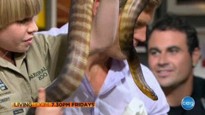 He's fearless just like dad! Steve Irwin's son Robert, 10, keeps his ...
