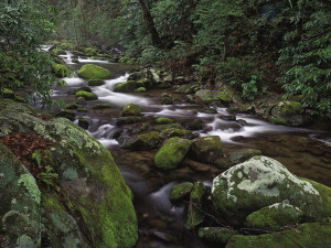 ... / Mountain Stream, Great Smoky Mountains National Park, Tennessee