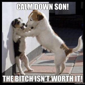 Funny dogs – Calm down son