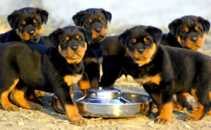 Rottweiler Dog Breed Puppies