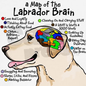 Yellow Lab Brain Shirt/ but applies to ALL Labs