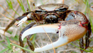 didnt under stand why they did python, i never thought any snakes ...