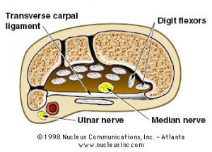 Carpal Tunnel Cross Section