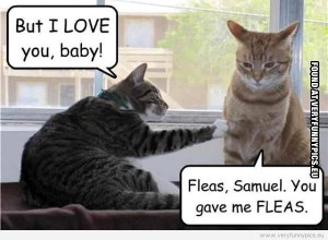 ... picture-2-cats-but-i-love-you-baby-fleas-samuel-you-gave-me-fleas.jpg