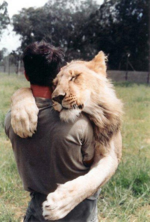 love animals hug lion human tiger