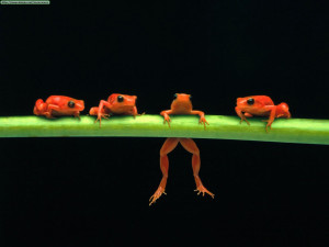 Frogs frogs! :D