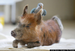 pig. Jazz is a Quaker parrot. Together, they are the best of friends ...