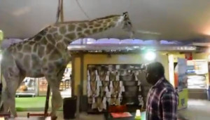 Perdy the giraffe walks through the restaurant of the Lion Park animal ...