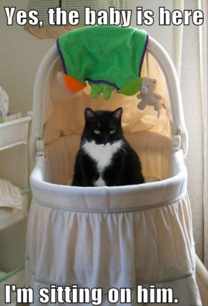 Funny Cat Pictures with Captions 39