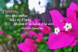 Flowers are a proud assertion ~ Flowers Quote