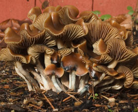 mushroom278