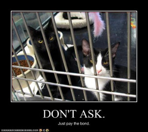 funny-pictures-cats-are-in-jail