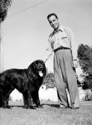 Humphrey Bogart with his black Newfoundland dog, Cappy.