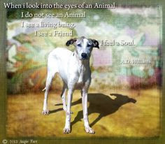 abandoned dog more dogs quotes abandoned dogs gorgeous doggie 2 1