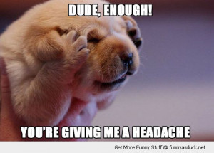 dude enough cute headache dog puppy paws hands ears face funny pics ...