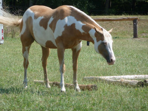 Short Cute Horse Quotes Image Search Results Quotekocom Picture