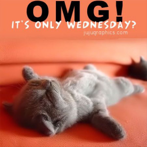 , Happy Wednesday Quotes Funny, Wednesday Hump Day Quotes, Funny Cat ...