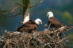Independence Day Post: Bald Eagle Family