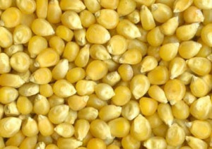 corn is a type of maize which explodes from the kernel and puffs up ...