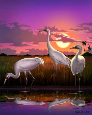 Whooping Cranes Tropical Florida Everglades Sunset Birds Landscape