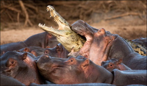 Vaclav Silha / Barcroft USA]